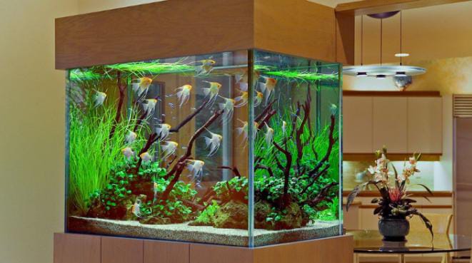 Pernahkah Anda bertanya-tanya mengapa ikan mati dapat mengapung sedangkan ikan hidup tidak? Ini ada hubungannya dengan biologi ikan dan prinsip ilmiah tentang daya apung. Foto: Rumah.com