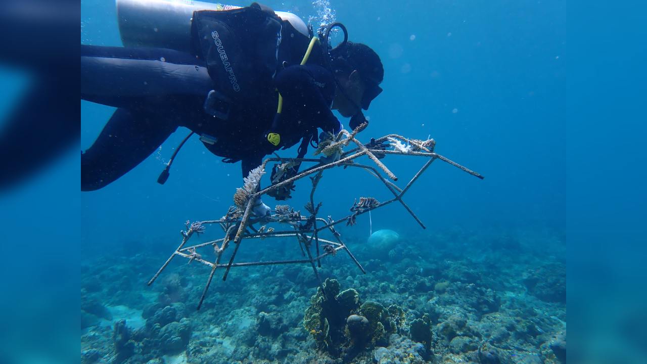 PT Antam komitmen bangun keberlanjutan sekitar wilayah operasi pertambangan dengan melestarikan Teluk Lasolo. Foto: Ist.