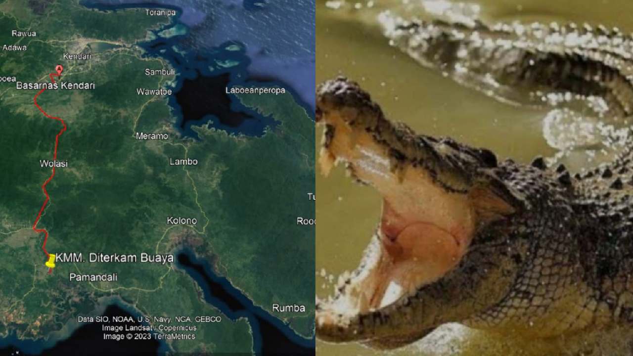 Seorang warga diterkam buaya di sungai Laeya, Desa Ambesea, Kecamatan Laeya, Konawe Selatan saat sedang mandi. Foto: Kolase