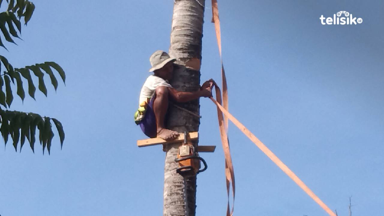 Pakde dengan telaten memotong pohon kelapa yang menjulang tinggi. Foto: Merdiyanto/Telisik 