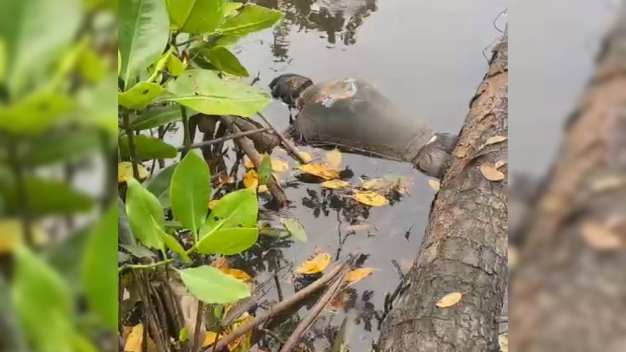 Viral penemuan mayat mengambang di sungai di  Desa Tani Indah, Kecamatan Kapoiala, Konawe. Foto: Screenshot video