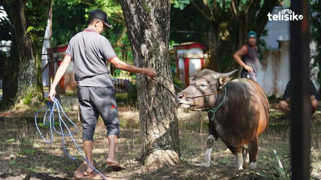 Ketersediaan hewan kurban di Kolaka Utara tahun ini mencapai 10.070 ekor. Foto: Muh Risal H/Telisik