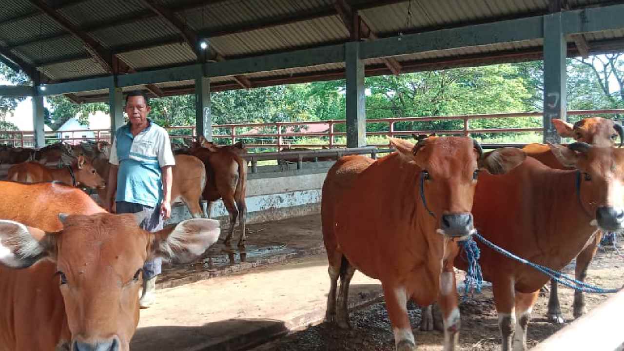 Pori-pori sapi bali keluar darah, salah satu gejala penyakit jembrana. Foto: Ist.