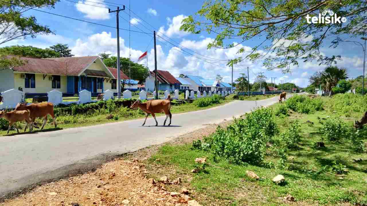 Sapi yang berkeliaran di sepanjang jalan desa Lombu Jaya, Kecamatan Sawerigadi meresahkan masyarakat. Foto: Putri Wulandari/Telisik