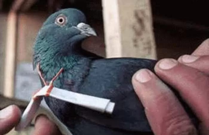 Burung merpati yang punah akibat perburuan dan dikonsumsi manusia. Foto: Repro Kabarpalu.net