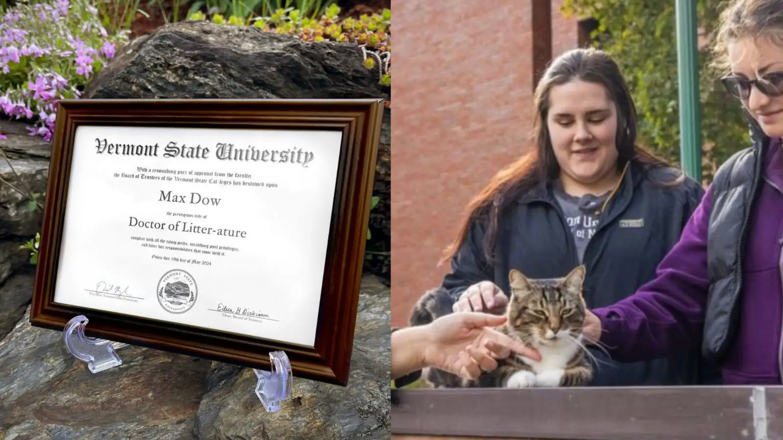 Seekor kucing bernama Max, mendapat gelar doktor dari Vermont State University. Foto: Instagram @vermountstateuniversity.