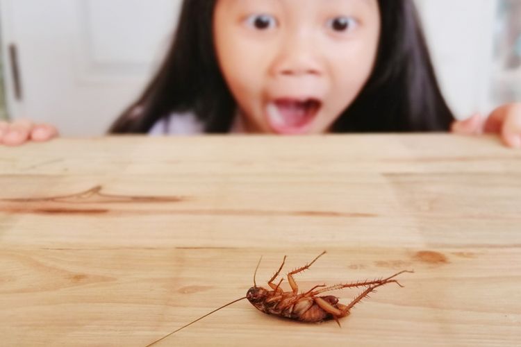 Kecoa sebenarnya tidak menggigit. Namun, serangga yang satu ini membawa banyak bakteri. Foto: Repro Shuttershock