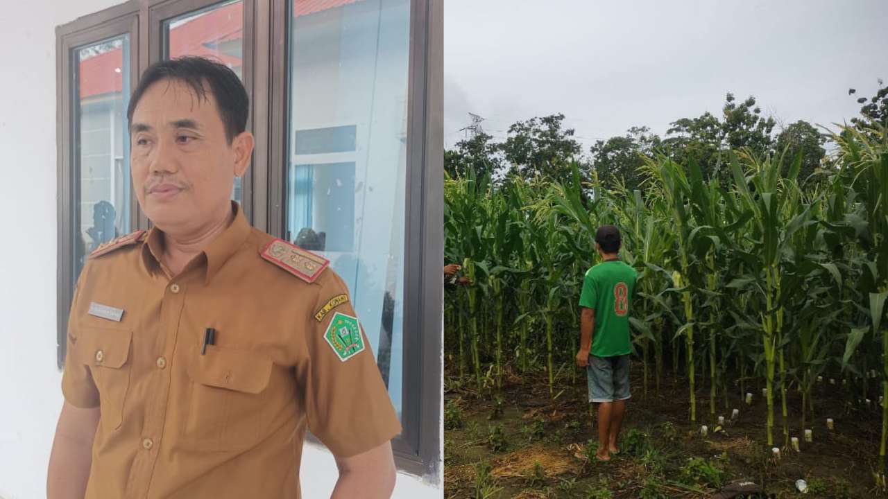 Kepala Dinas Tanaman Pangan dan Peternakan Konawe, Gunawan Samad bakal maksimalkan potensi lahan untuk perkebunan jagung. Foto: Ist