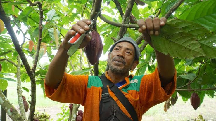 Kakao salah satu komoditas utama kontributor penurunan indeks harga petani periode Oktober. Foto : ist