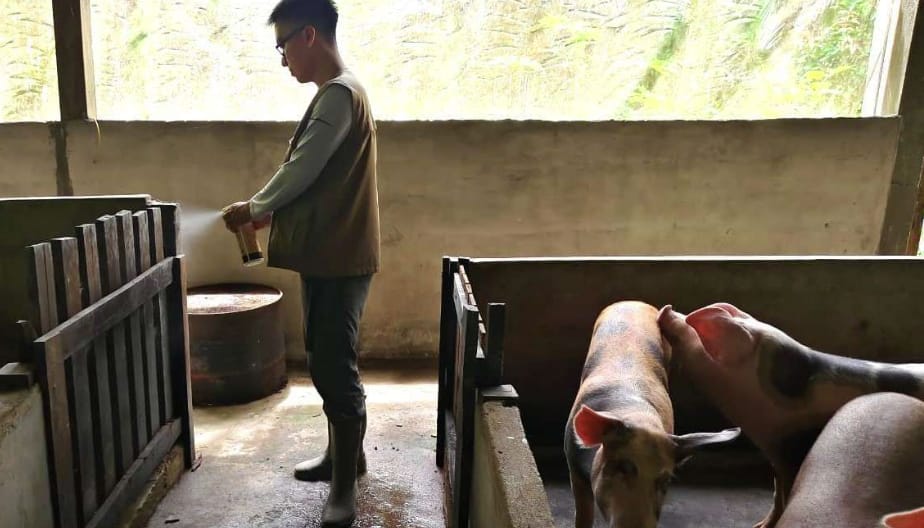 Demam Babi Afrika ancam peternakan Indonesia, tingkat kematian 100 persen. Foto: Repro RRI