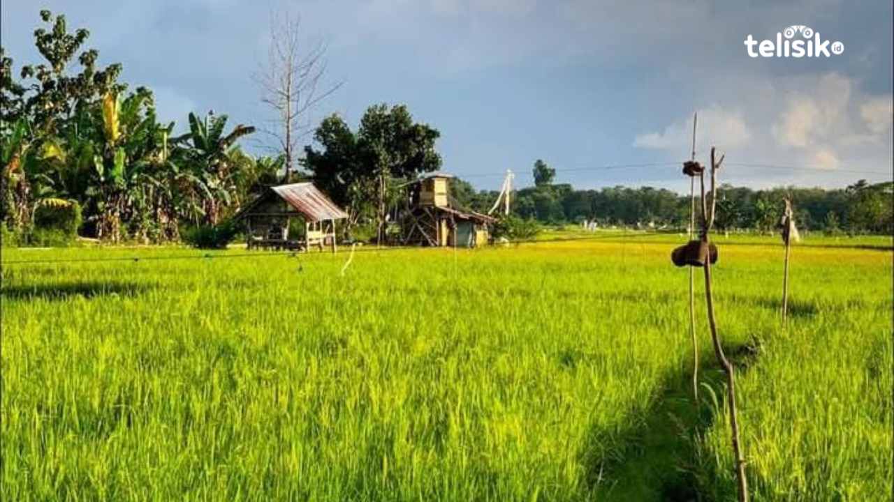 Petani di Muna Barat harapkan komitmen Bulog Sulawesi Tenggara mampu meningkatkan kesejahteraan. Foto: Putri Wulandari/Telisik