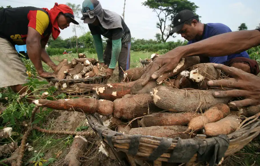 Ubi kayu salah satu kebutuhan masyarakat bebas dari PPN 12 persen. Foto: Repro beritasatu