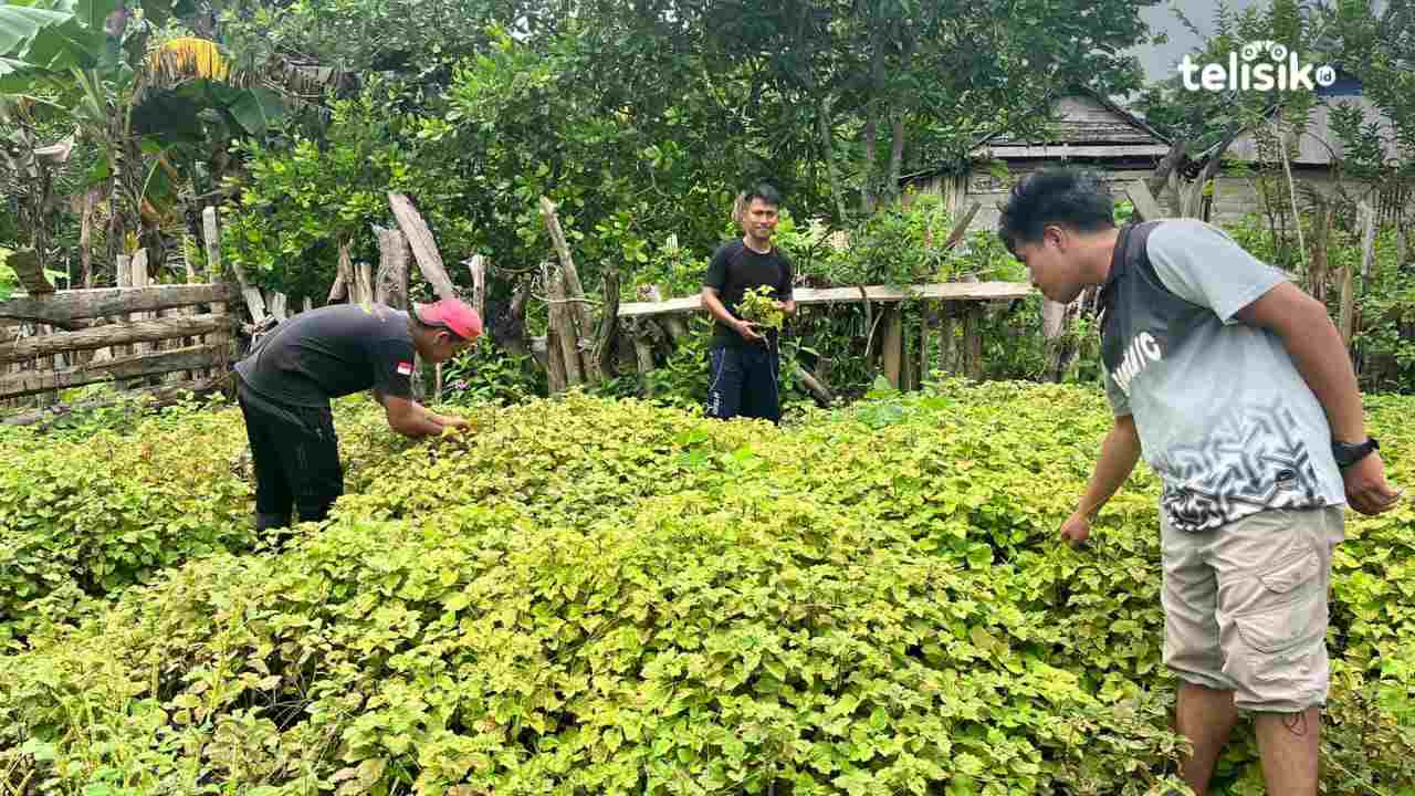Proses pengambilan pucuk nilam untuk penjualan bibit. Foto: Putri Wulandari/Telisik