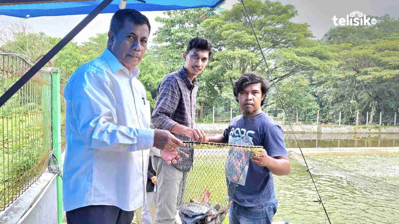 Ketua Jurusan Budidaya Perairan, FPIK UHO, Dr. Welem Mustika (kiri) sedang memanen ikan. Foto: Erni Yanti/Telisik
