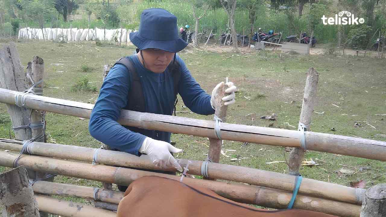 Proses Vaksinasi ternak sapi Bali oleh Distanak Sulawesi Tenggara tertunda, masih menunggu persetujuan. Foto: Sigit Purnomo/Telisik