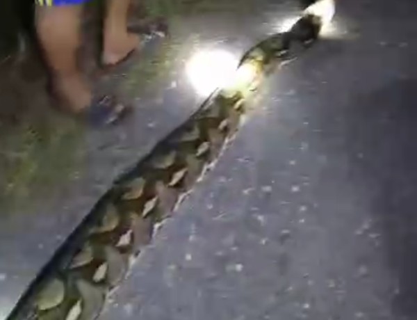Penemuan ular piton sekitar 6 meter di pinggir jalan Desa Wabula. Foto: Ist.