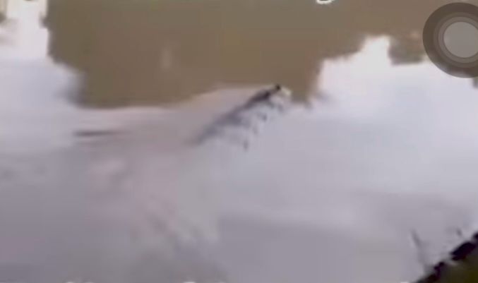 Seekor buaya yang tampakkan dirinya di sekitar Jembatan Beli, Kota Baubau. Foto: Screenshot video