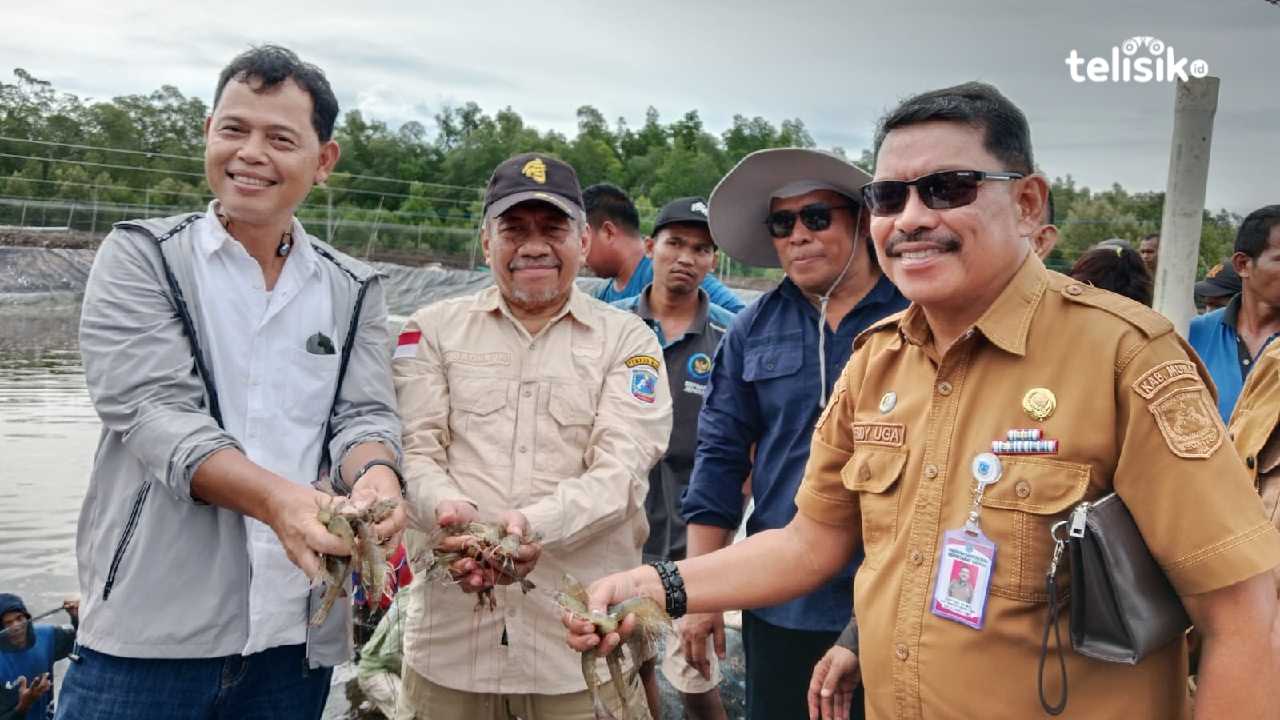 Bupati Muna, Bachrun Labuta bersama Kepala Balai BPBAP Jepara, Supita saat memanen udang, Selasa (18/3/2025). Foto: Sunaryo/Telisik