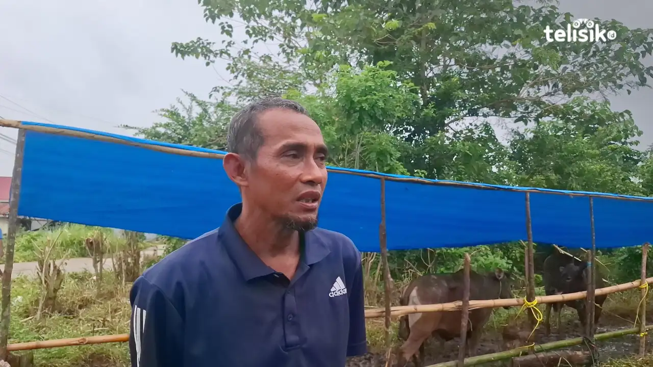 Penjual sapi kurban di Anduonohu, Kota Kendari, Sultra. Foto: Erni Yanti/Telisik.