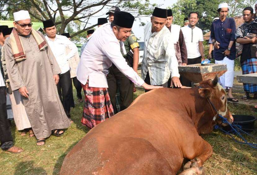 Sapi kurban yang identik dengan perayaan Idul Adha. Foto: Repro Beritasebelas.