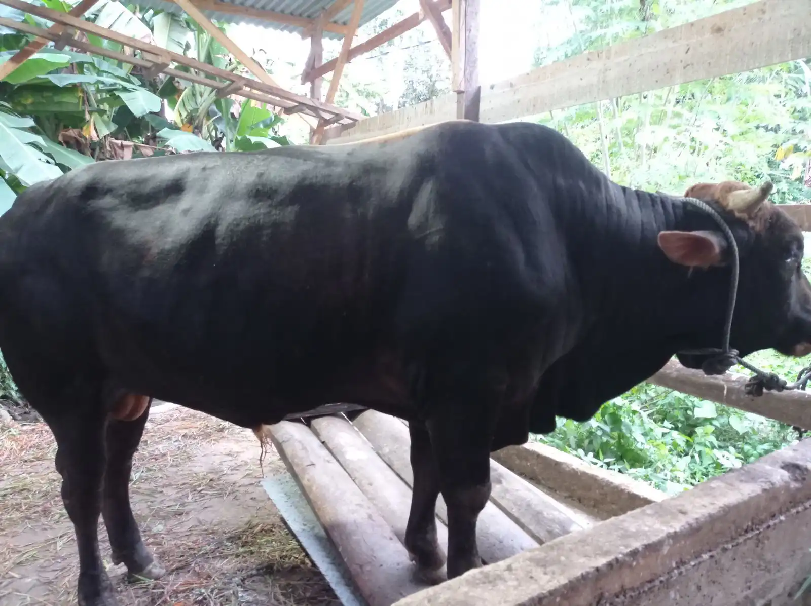 Sapi kurban Presiden Prabowo untuk masyarakat Kolaka Utara berbobot 817 kilogram. Foto: Ist.