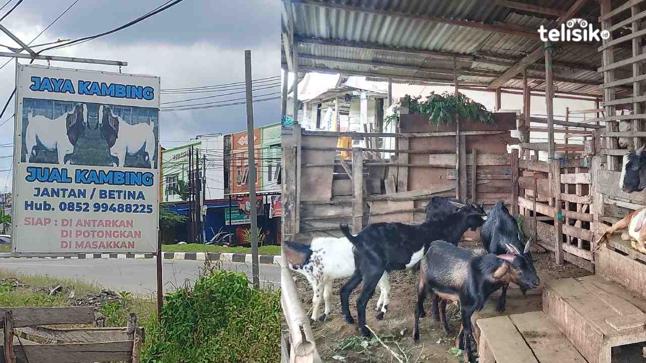 Penampungan hewan kurban Jaya Kambing di Jalan Bunggasi, Kelurahan Anduonohu, Kecamatan Poasia, Kota Kendari.  Foto: Wa Anggun/Telisik