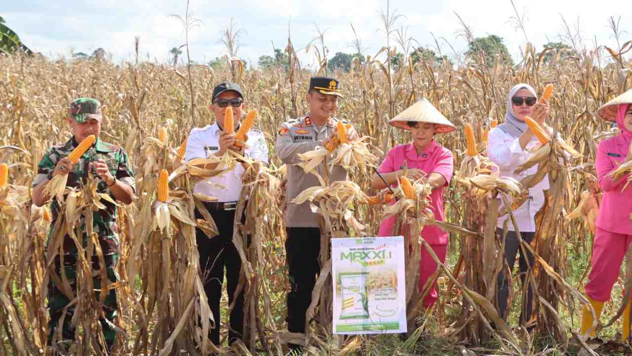 Panen jagung di Desa Lombakasi, Kecamatan Lantari Jaya, Kabupaten Bombana, hasil kolaborasi petani setempat dan Polres Bombana, Rabu (14/5/2025). Foto: Ist