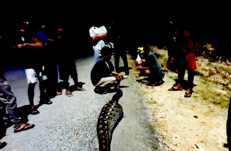 Ular piton sepanjang 5 meter berhasil dilumpuhkan warga Buton usai mangsa kambing milik warga. Foto: Ist.