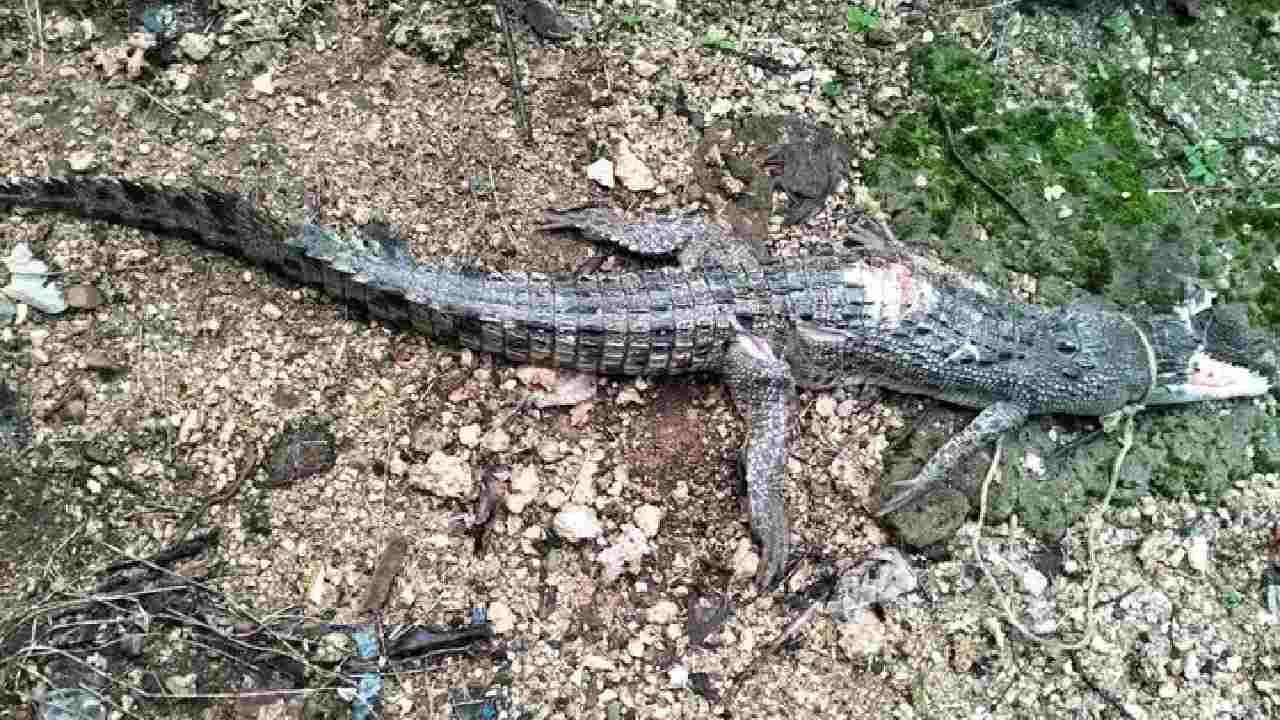 Seekor buaya yang berhasil ditangkap oleh seorang nelayan di Desa Liya, Kabupaten Wakatobi, Senin (5/5/2025). Foto: Anas/Narasumber