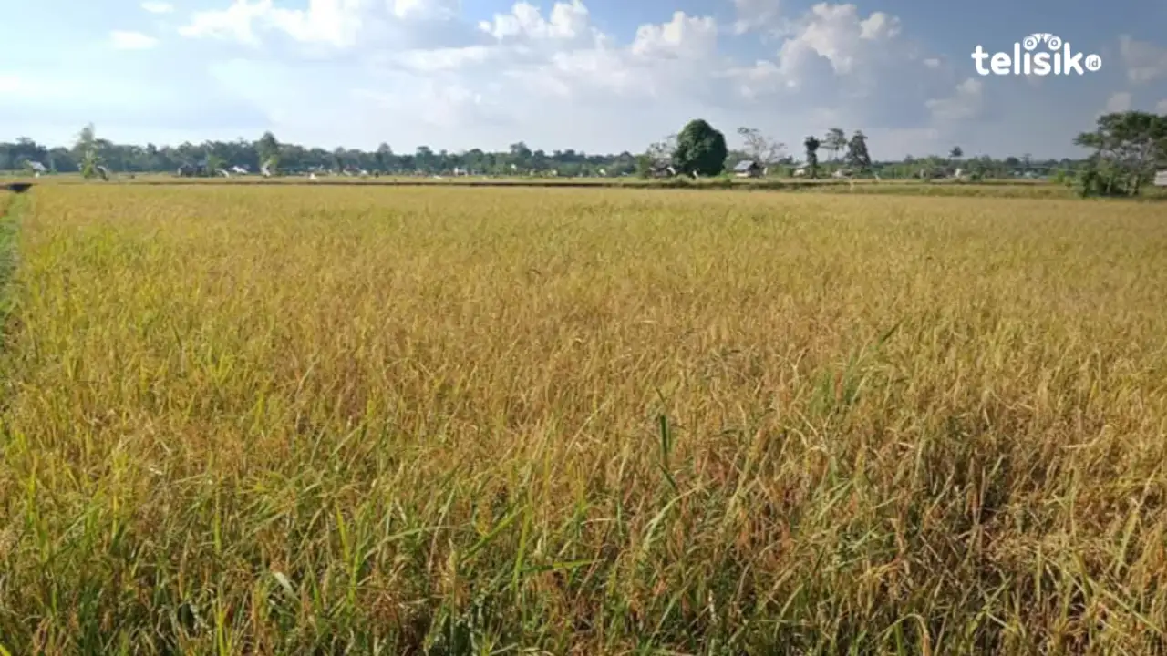 Padi sawah di Desa Bente, Kecamatan Kabawo, Kabupaten Muna. Foto: Sunaryo/Telisik.