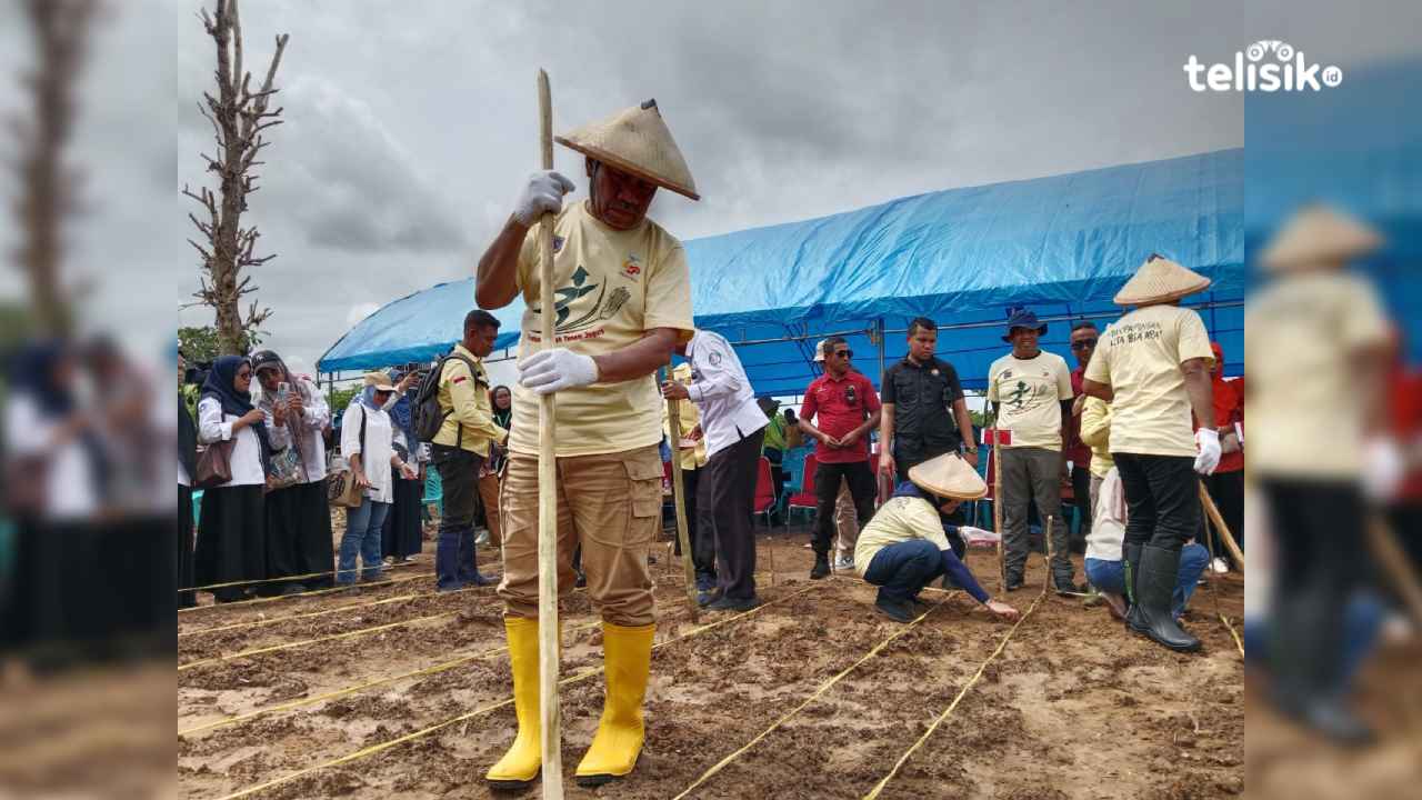 Bupati Muna, Bachrun Labuta saat menanam jagung di Desa Wakumoro. Foto : Sunaryo/Telisik