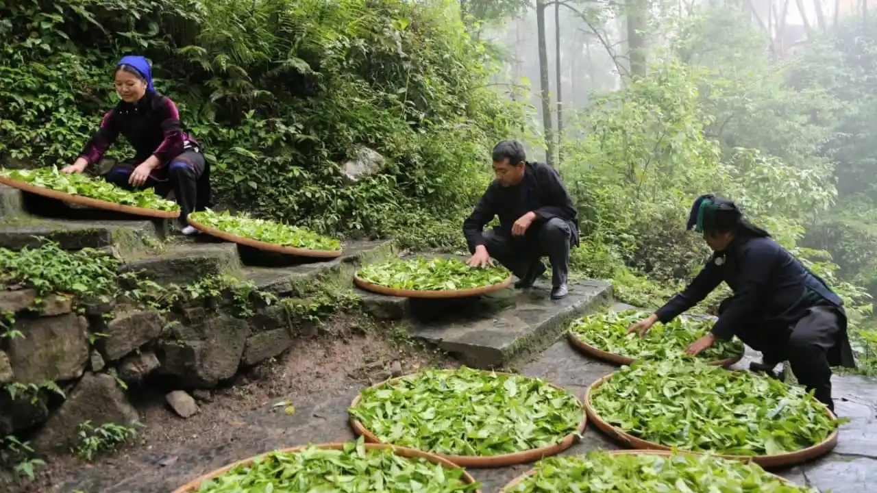 Teh termahal dunia berasal dari Tiongkok, harganya capai miliaran rupiah. Foto: Repro Tehjourneychina.
