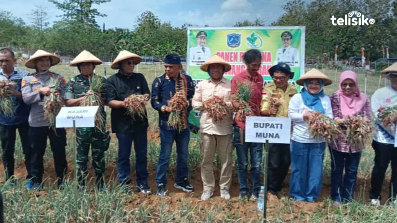 Bupati Muna, Bachrun Labuta, bersama Wakil Bupati La Ode Asrafil Ndoasa, Sekda Eddy Uga, dan kepala OPD melakukan panen perdana bawang merah di Desa Watondo, Kecamatan Tongkuno Selatan, Sabtu (16/8/2025). Foto: Sunaryo/Telisik
