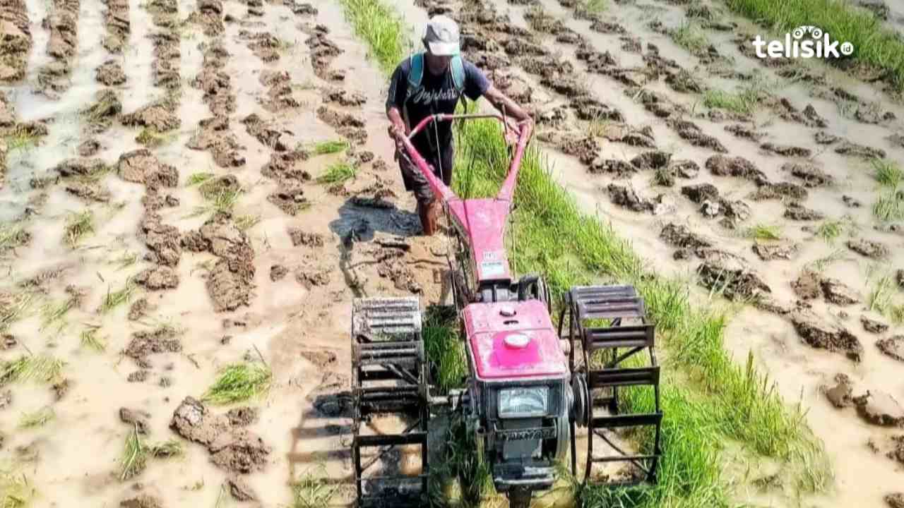 Ari Susanto, petani di Desa Anugrah, Kecamatan Lantari Jaya, Kabupaten Bombana, sedang membajak sawahnya, Selasa (19/8/2025). Foto:Brio Toto Aryanto/Telisik