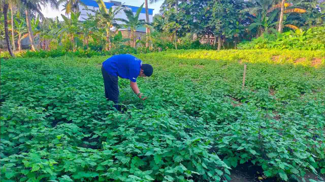 Petani nilam berharap harga minyak nilam kembali naik dan bisa menutup biaya produksi. Foto: Ist.