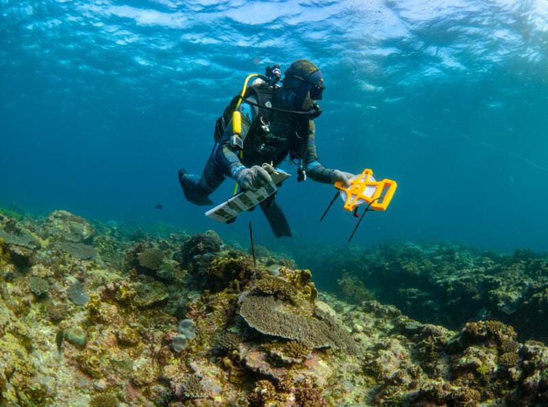 Organisasi Penelitian Ilmiah dan Industri Persemakmuran (Commonwealth Scientific and Industrial Research Organization/CSIRO) pada 17 Agustus 2020 ini menunjukkan seorang ilmuwan mengumpulkan informasi di Terumbu Karang Ningaloo, Australia. Foto: Yue Dongx