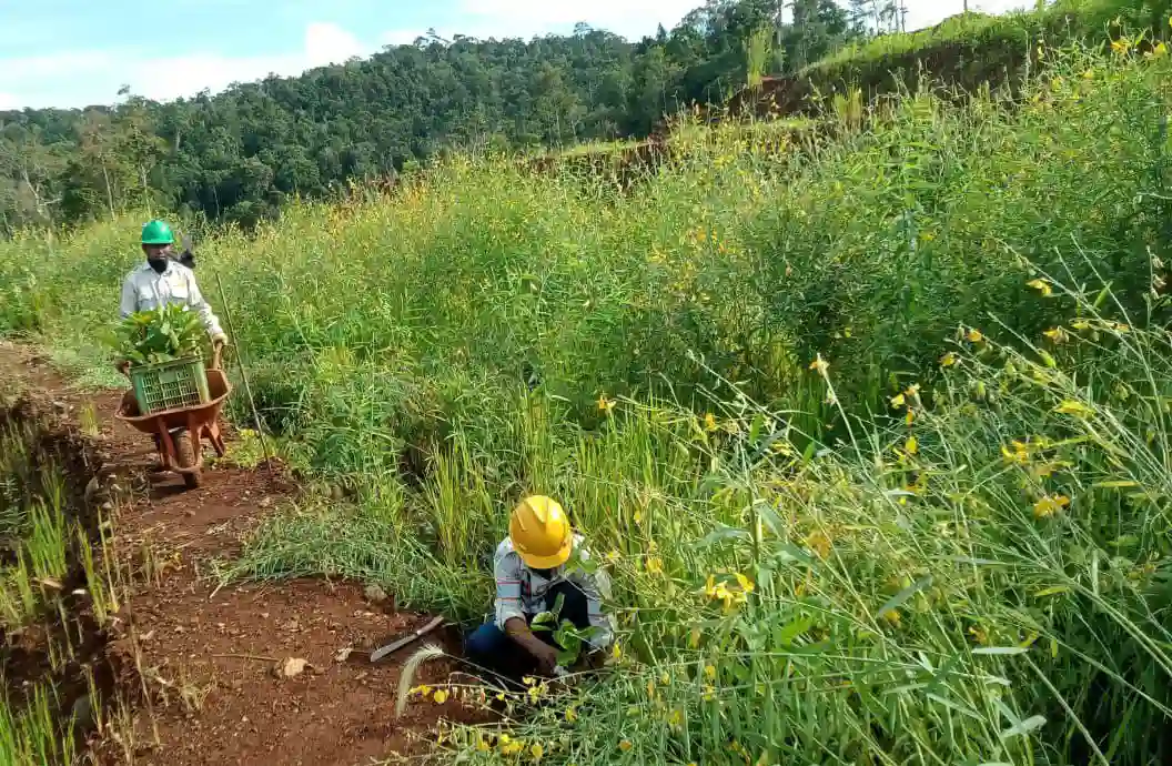Penataan area bekas tambang dilakukan oleh karyawan PT GKP. Foto: Ist.