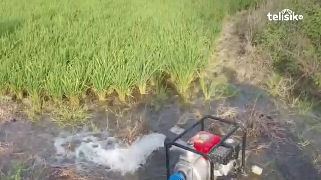 Sawah Desa Labulu-Bulu, Muna mulai teraliri air. Foto: Sunaryo/Telisik.