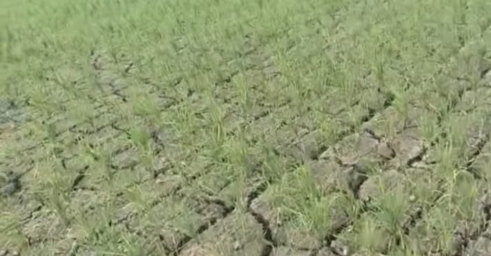 Sawah di Desa Labulu-bulu, Kecamatan Parigi, Kabupaten Muna, yang mengalami kekeringan. Foto: Ist.