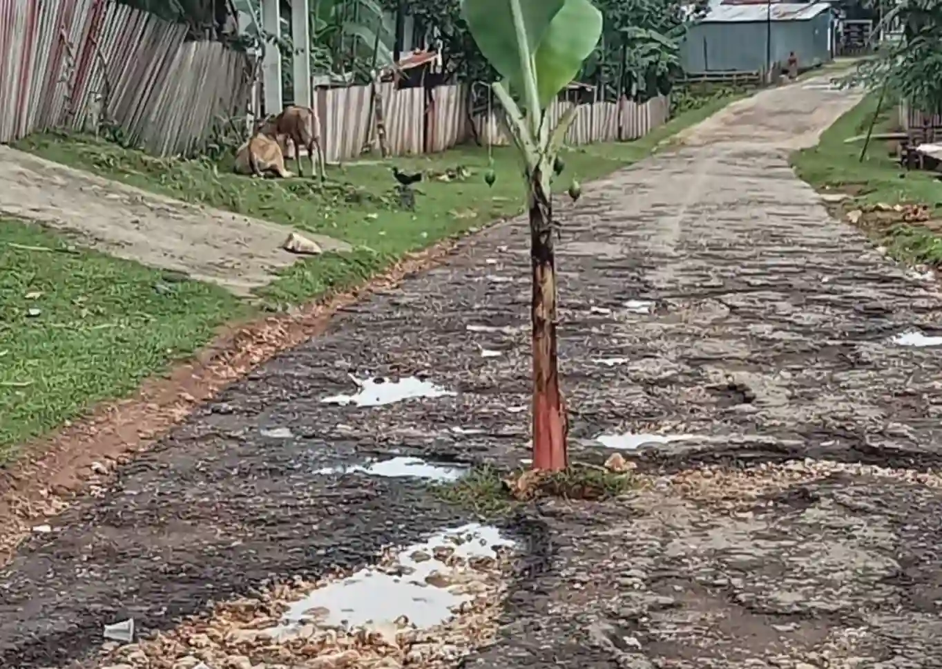 Kondisi jalan poros Mantobua-Korihi yang ditanami pisang oleh warga. Foto: Ist.