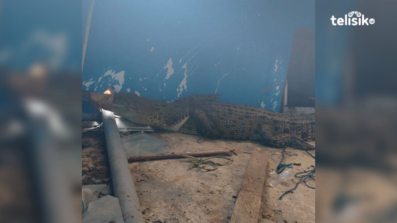 Seekor buaya yang dititip di Kantor Damkar dan Penyelamat Muna. Foto: Sunaryo/Telisik