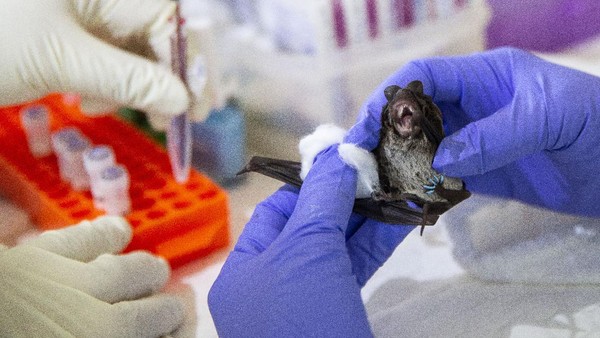 Virus Nipah mulai mengintai Asia merupakan patogen mematikan dengan tingkat kematian 75%. Foto: Repro detikHealth
