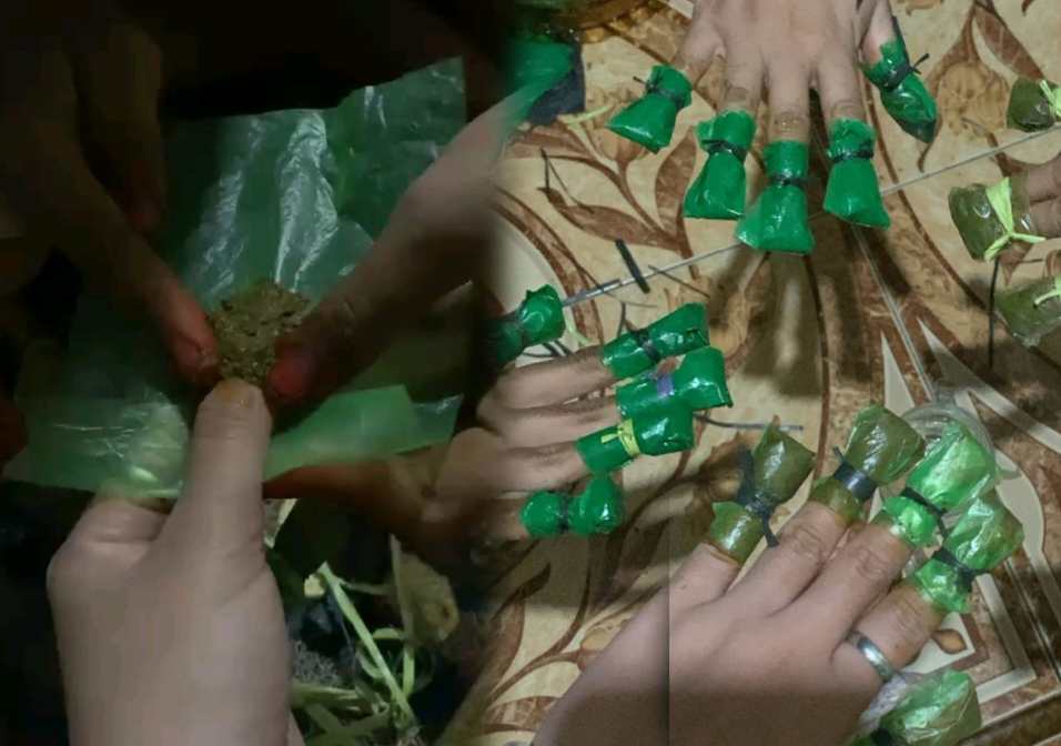 Tradisi mewarnai kuku (hepatirangga) dengan daun pacar di Wakatobi tetap lestari. Foto: Ist.
