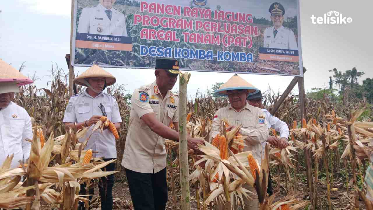 Bupati Muna, Bachrun Labuta, saat memanen jagung di Desa Komba-Komba. Foto: Sunaryo/Telisik