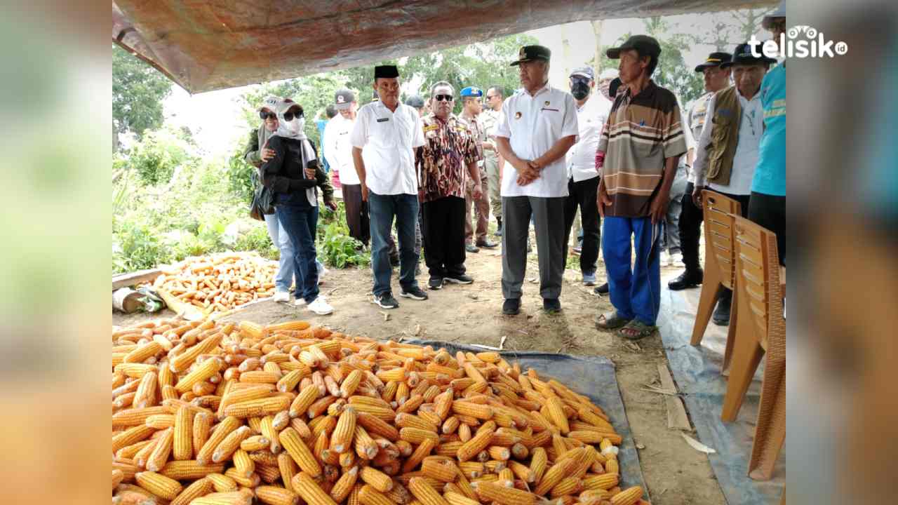 Bupati Muna, Bachrun Labuta, saat memanen jagung kuning di kawasan transmigrasi UPT Raimuna, Rabu (4/3/2026). Foto: Sunaryo/Telisik