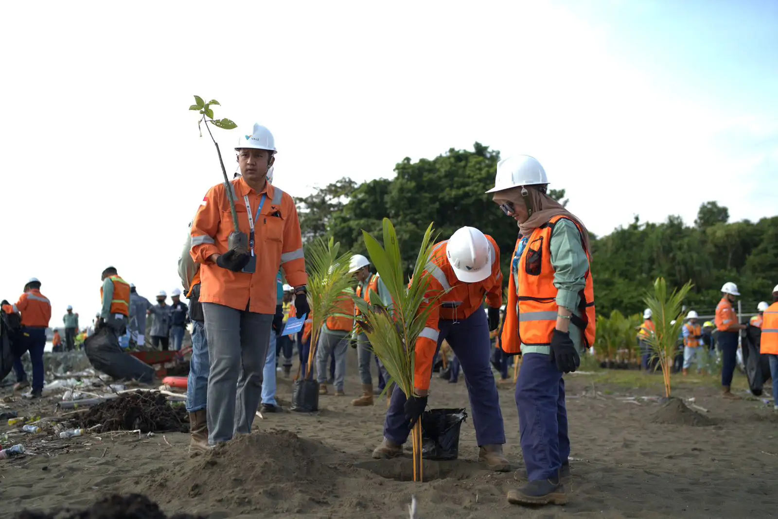 Karyawan PT Vale Indonesia bersama mitra kerja melakukan penanaman pohon di kawasan pesisir Jetty Port Bahomotefe, Morowali, dalam rangka peringatan Hari Bumi 2026 sebagai upaya menjaga lingkungan dan mencegah abrasi. Foto: Ist.