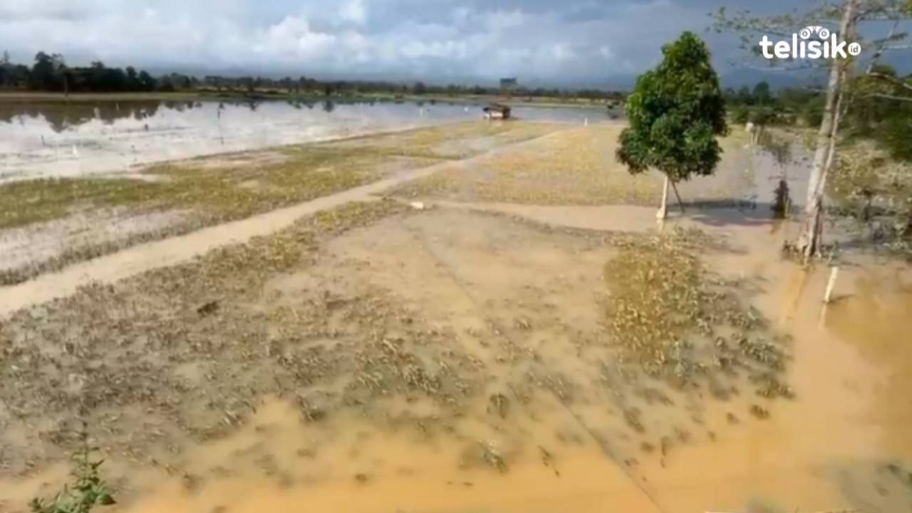 Potret lahan persawahan di Amohalo, Kecamatan Baruga, Kota Kandari, terendam banjir. Puluhan hektare berpotensi gagal panen. Foto: Israjab/Telisik