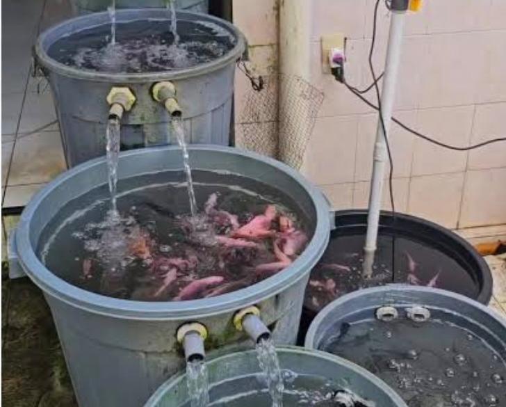 Instalasi budidaya ikan nila menggunakan sistem ember bertingkat dengan sirkulasi air sederhana untuk menjaga kualitas oksigen dan mendukung pertumbuhan ikan. Foto: Ist.